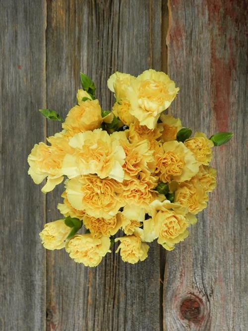 LUDONA  YELLOW-ORANGE MINI CARNATIONS